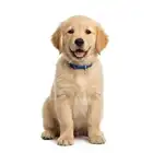 Dog portrait
